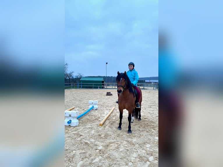 Meer ponys/kleine paarden Ruin 11 Jaar 143 cm Bruin in Hirschaid