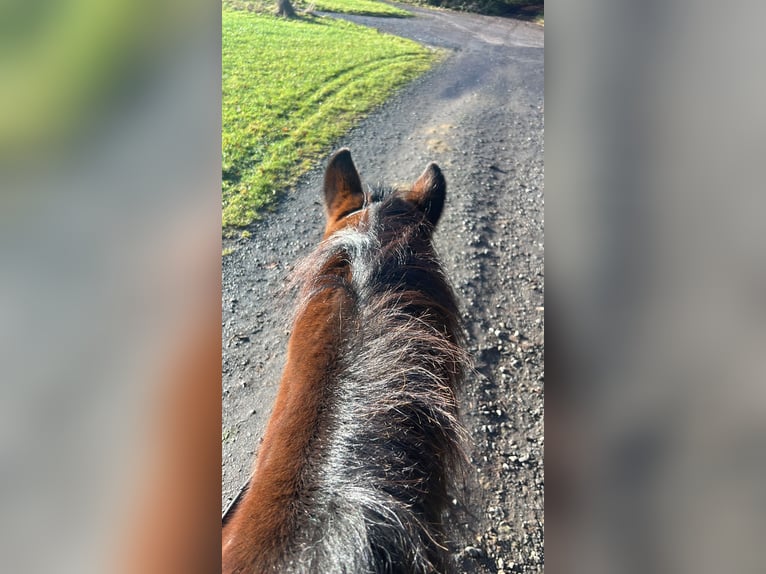 Meer ponys/kleine paarden Mix Ruin 11 Jaar 148 cm Donkerbruin in Galenberg