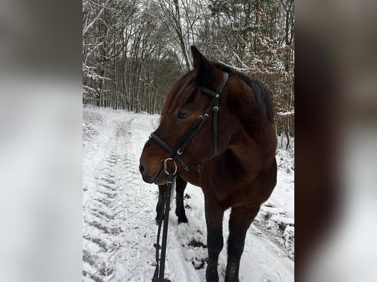 Meer ponys/kleine paarden Mix Ruin 11 Jaar 148 cm Donkerbruin in Galenberg