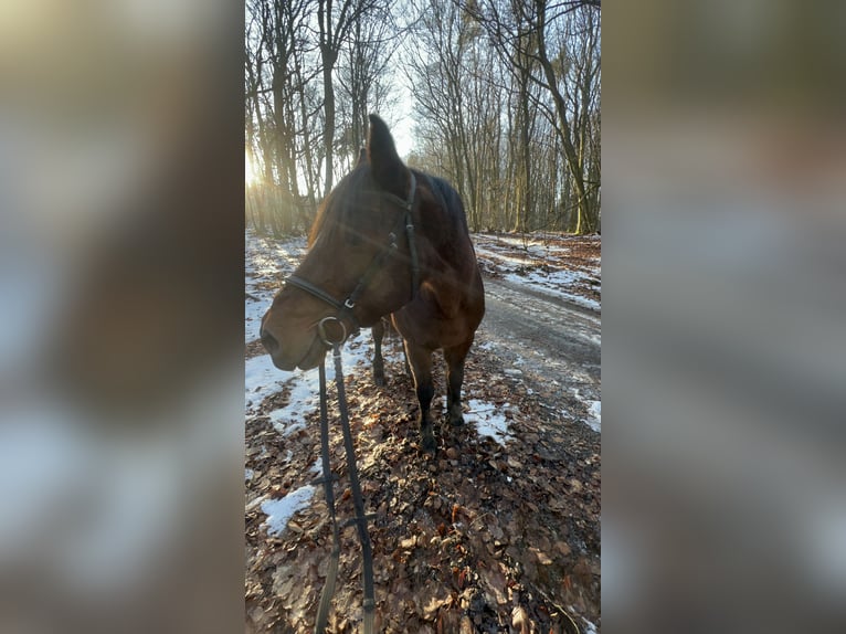 Meer ponys/kleine paarden Mix Ruin 11 Jaar 148 cm Donkerbruin in Galenberg