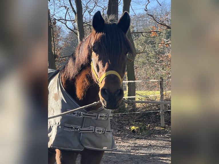 Meer ponys/kleine paarden Mix Ruin 11 Jaar 148 cm Donkerbruin in Galenberg