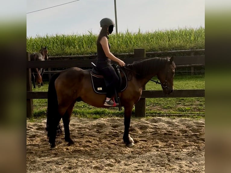 Meer ponys/kleine paarden Mix Ruin 11 Jaar 150 cm Bruin in Daleiden