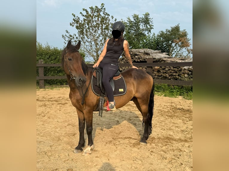 Meer ponys/kleine paarden Mix Ruin 11 Jaar 150 cm Bruin in Daleiden