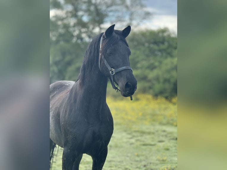 Meer ponys/kleine paarden Ruin 11 Jaar 157 cm Zwart in La Chevallerais