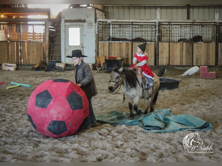 Meer ponys/kleine paarden Ruin 11 Jaar 97 cm Buckskin in Cody