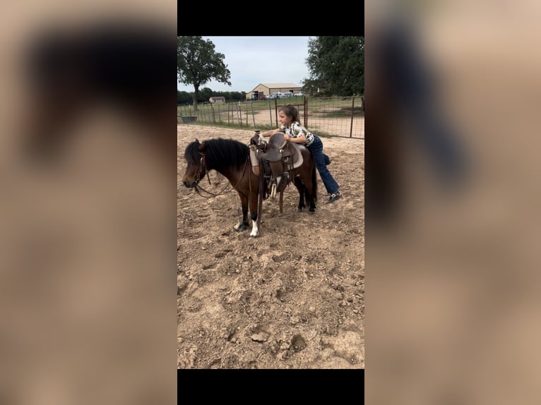 Meer ponys/kleine paarden Ruin 11 Jaar 98 cm Roodbruin in Lipan