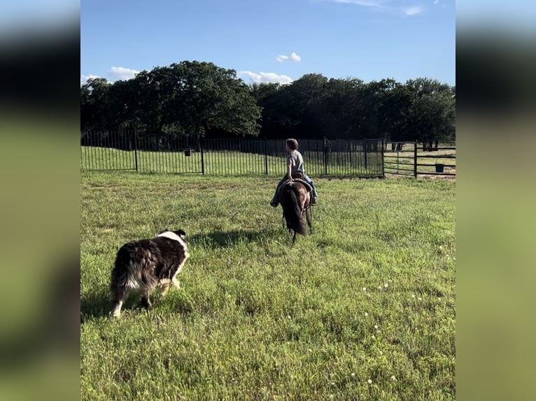 Meer ponys/kleine paarden Ruin 11 Jaar 98 cm Roodbruin in Lipan