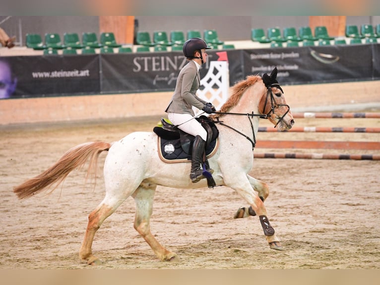 Meer ponys/kleine paarden Ruin 12 Jaar 147 cm in Götzendorf