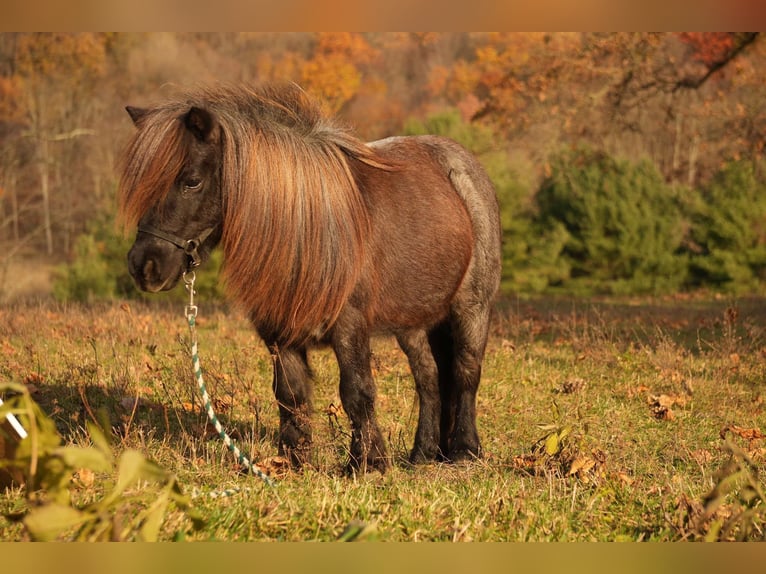 Meer ponys/kleine paarden Ruin 12 Jaar 81 cm Roan-Blue in Fresno, OH