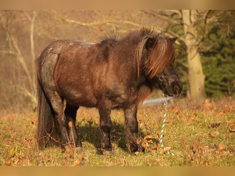 Meer ponys/kleine paarden Ruin 12 Jaar 81 cm Roan-Blue in Fresno, OH