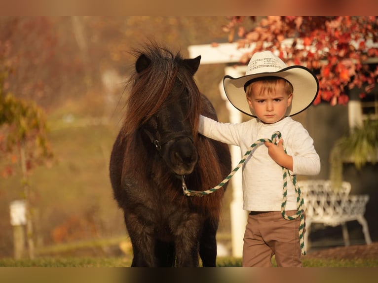 Meer ponys/kleine paarden Ruin 12 Jaar 81 cm Roan-Blue in Fresno, OH