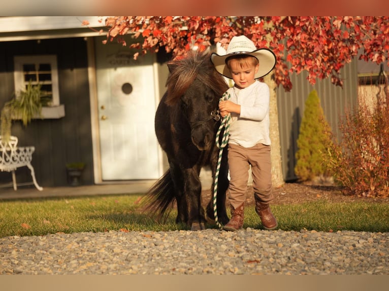 Meer ponys/kleine paarden Ruin 12 Jaar 81 cm Roan-Blue in Fresno, OH