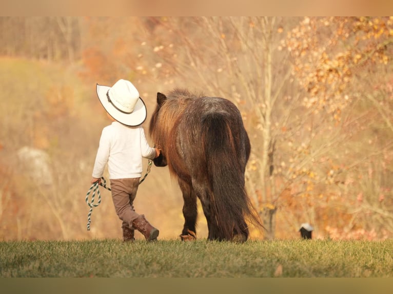 Meer ponys/kleine paarden Ruin 12 Jaar 81 cm Roan-Blue in Fresno, OH