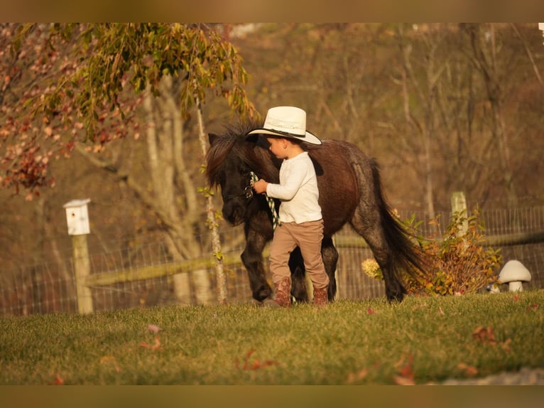 Meer ponys/kleine paarden Ruin 12 Jaar 81 cm Roan-Blue in Fresno, OH