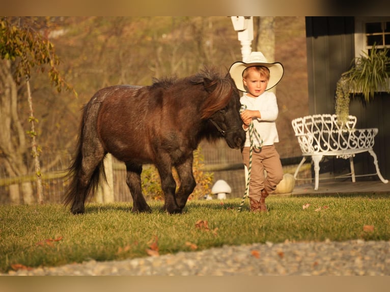 Meer ponys/kleine paarden Ruin 12 Jaar 81 cm Roan-Blue in Fresno, OH