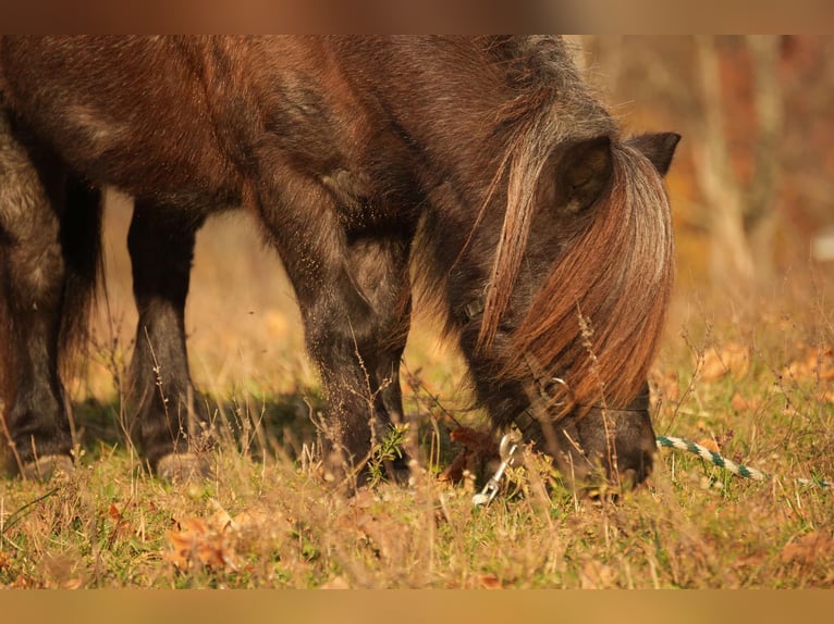 Meer ponys/kleine paarden Ruin 12 Jaar 81 cm Roan-Blue in Fresno, OH