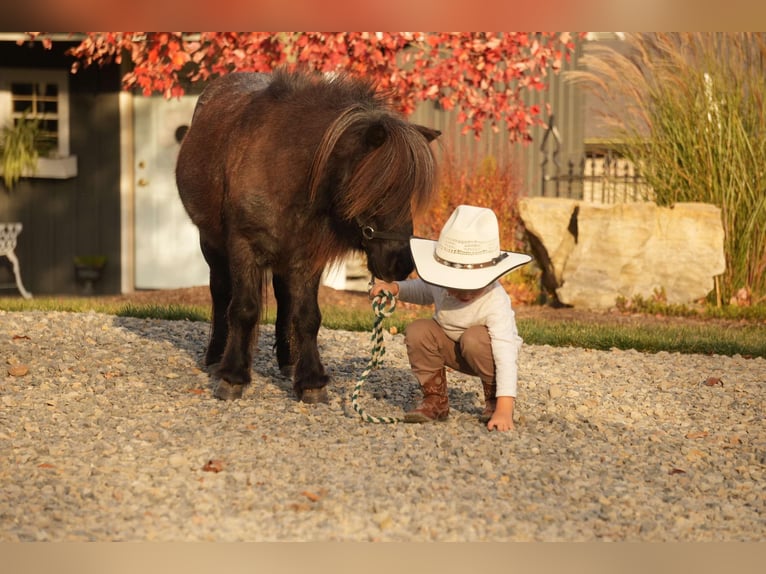 Meer ponys/kleine paarden Ruin 12 Jaar 81 cm Roan-Blue in Fresno, OH