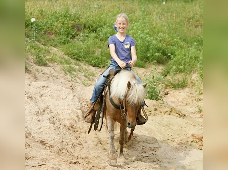 Meer ponys/kleine paarden Ruin 13 Jaar 102 cm Palomino in Weatherford, TX