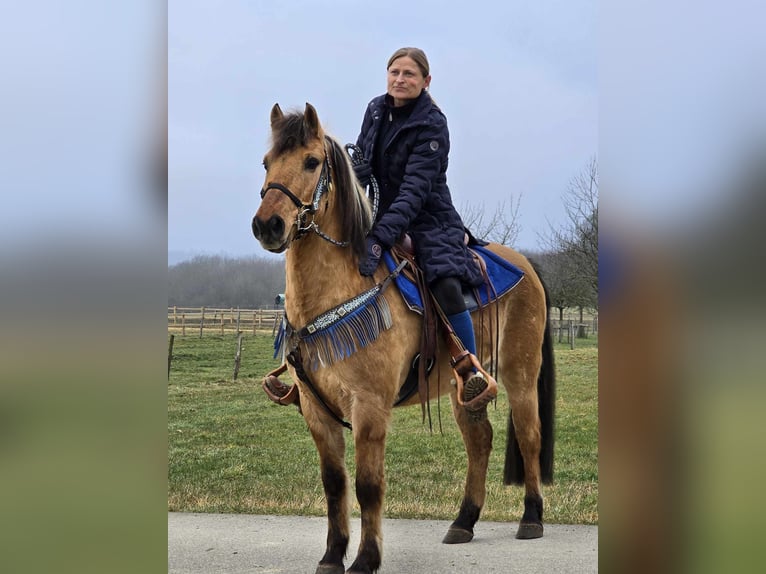 Meer ponys/kleine paarden Ruin 13 Jaar 145 cm Falbe in Linkenbach