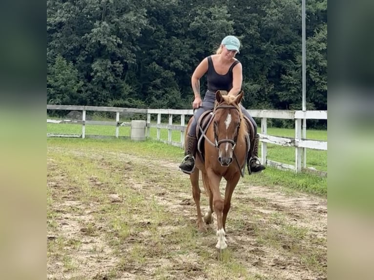 Meer ponys/kleine paarden Ruin 13 Jaar 147 cm Donkere-vos in Granby, CT