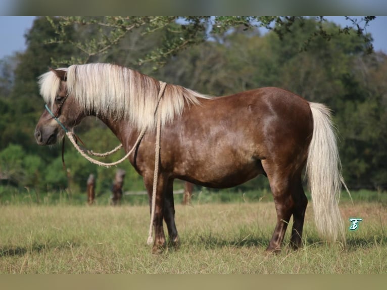 Meer ponys/kleine paarden Ruin 13 Jaar 99 cm Palomino in Carthage, TX