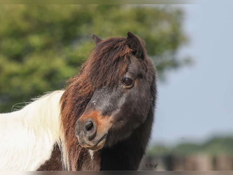 Meer ponys/kleine paarden Ruin 14 Jaar 112 cm Bruin in Ravenna