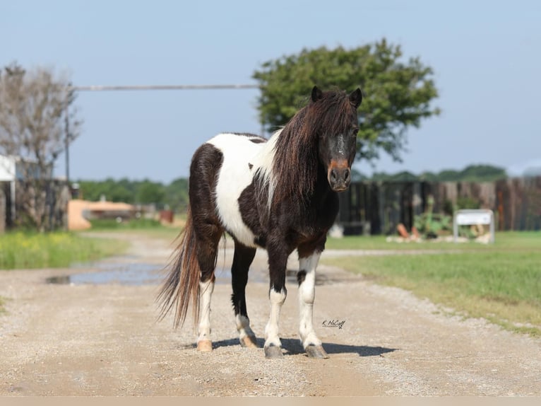 Meer ponys/kleine paarden Ruin 14 Jaar 112 cm Bruin in Ravenna