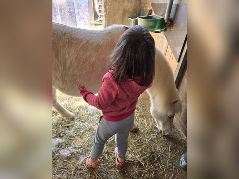 Meer ponys/kleine paarden Ruin 14 Jaar 115 cm Schimmel in Wolfsbach