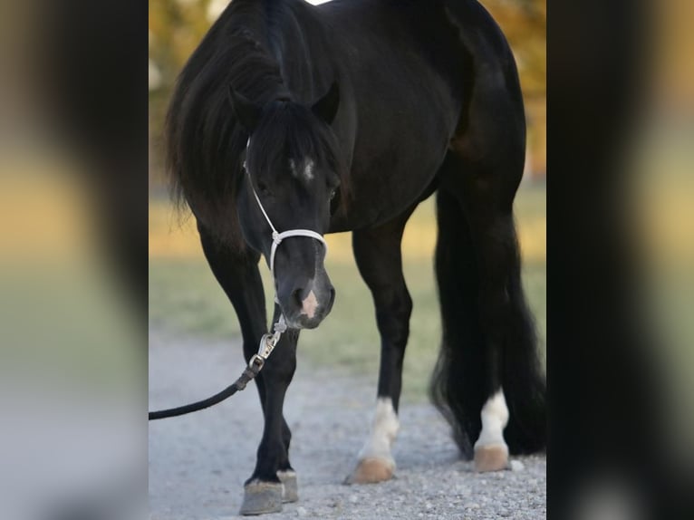 Meer ponys/kleine paarden Ruin 15 Jaar 122 cm Zwart in Weatherford, TX