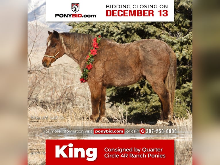Meer ponys/kleine paarden Ruin 15 Jaar 127 cm Roan-Red in Cody, WY