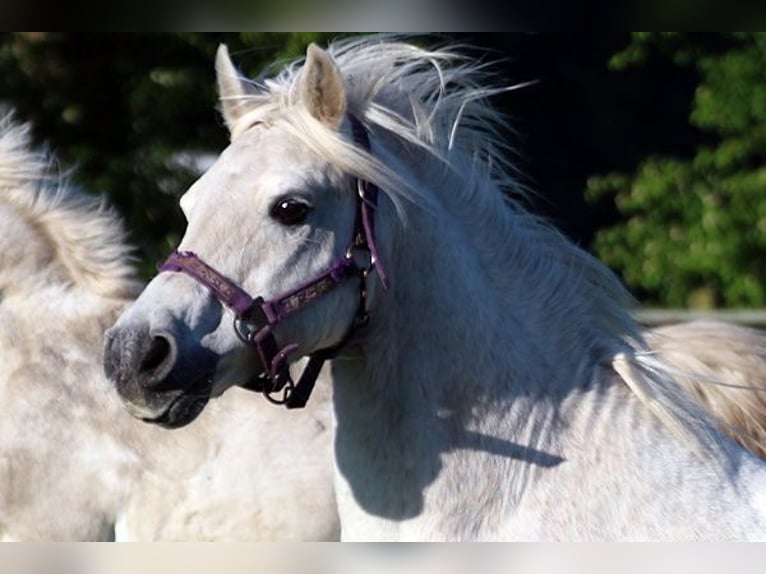 Meer ponys/kleine paarden Mix Ruin 15 Jaar 127 cm Schimmel in Neumünster