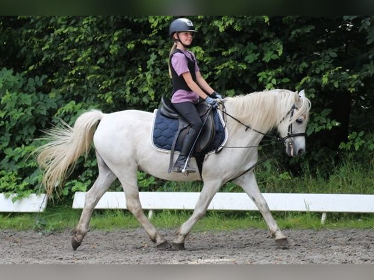 Meer ponys/kleine paarden Mix Ruin 15 Jaar 127 cm Schimmel in Neumünster