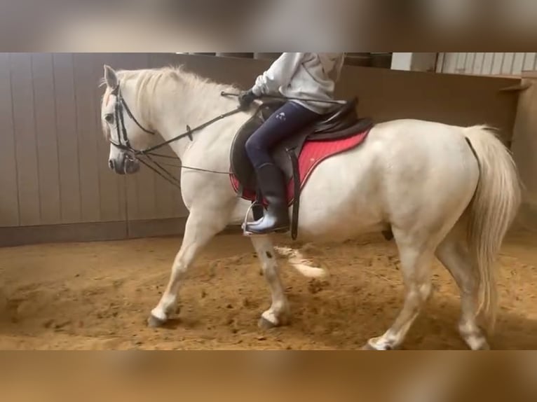 Meer ponys/kleine paarden Mix Ruin 15 Jaar 127 cm Schimmel in Neumünster