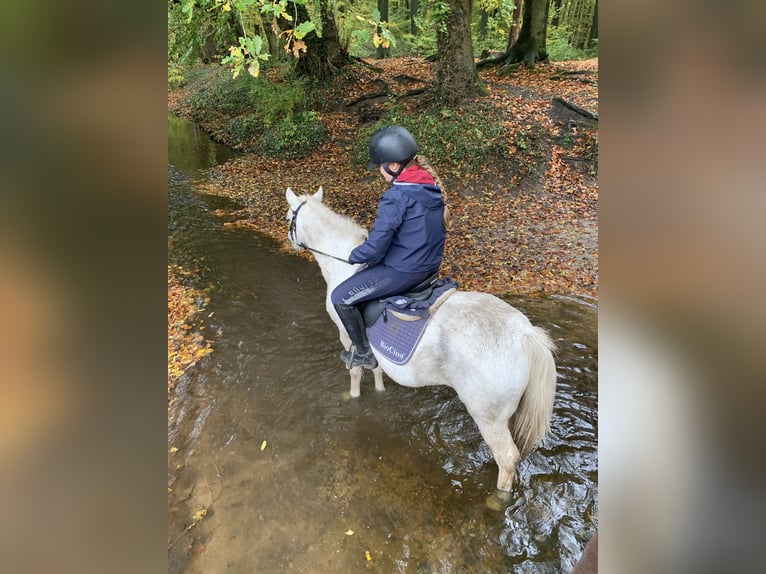 Meer ponys/kleine paarden Mix Ruin 15 Jaar 127 cm Schimmel in Neumünster