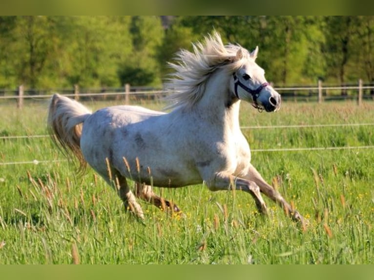 Meer ponys/kleine paarden Mix Ruin 15 Jaar 127 cm Schimmel in Neumünster