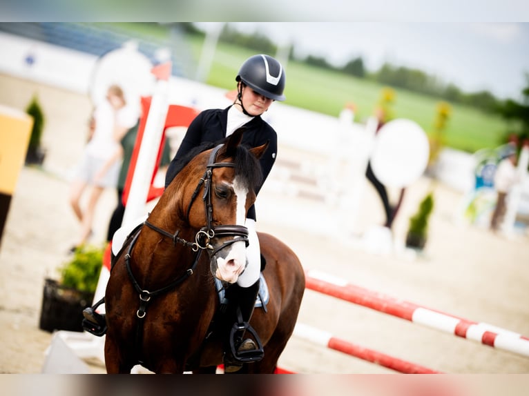 Meer ponys/kleine paarden Ruin 15 Jaar 143 cm Roodbruin in Konin