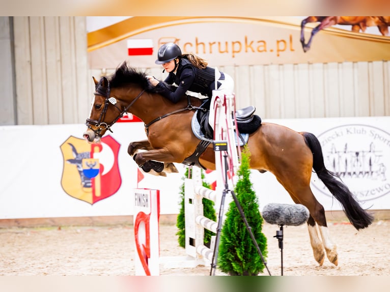 Meer ponys/kleine paarden Ruin 15 Jaar 143 cm Roodbruin in Konin