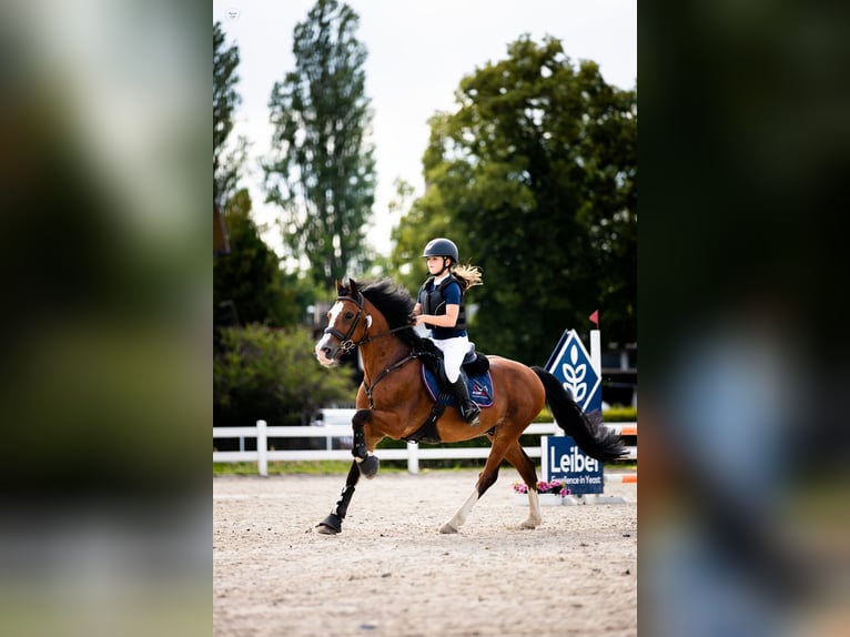 Meer ponys/kleine paarden Ruin 15 Jaar 143 cm Roodbruin in Konin