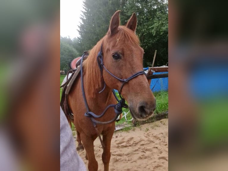 Meer ponys/kleine paarden Ruin 15 Jaar 145 cm Vos in Pyrbaum