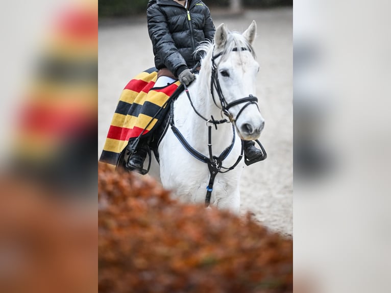 Meer ponys/kleine paarden Ruin 15 Jaar 147 cm Schimmel in Forch