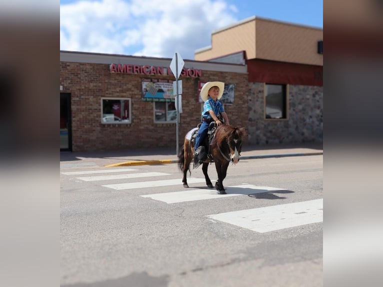 Meer ponys/kleine paarden Ruin 15 Jaar 94 cm Buckskin in Fergus Falls, MN