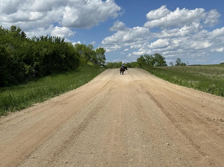 Meer ponys/kleine paarden Ruin 15 Jaar 94 cm Buckskin in Fergus Falls, MN