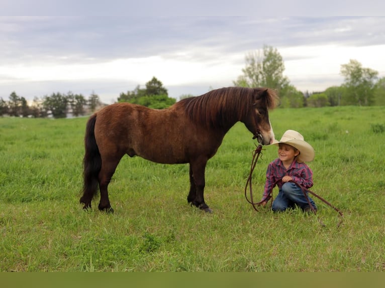 Meer ponys/kleine paarden Ruin 15 Jaar 94 cm Buckskin in Fergus Falls, MN