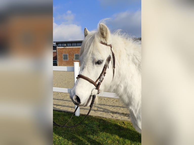 Meer ponys/kleine paarden Ruin 17 Jaar 124 cm Schimmel in Bad Laer