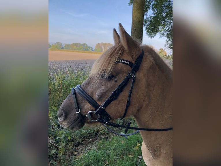 Meer ponys/kleine paarden Mix Ruin 17 Jaar 138 cm Lichtbruin in Heiligenstedten