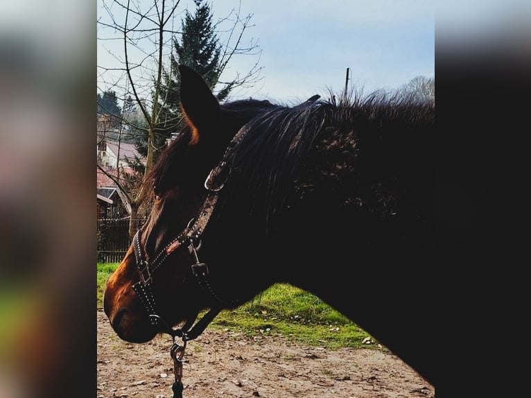 Meer ponys/kleine paarden Mix Ruin 17 Jaar in Stolpen