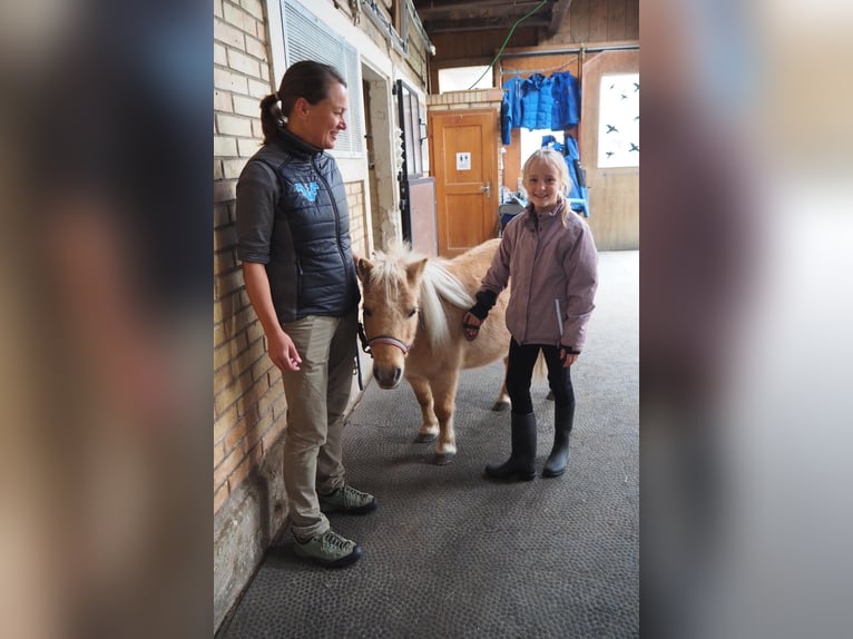 Meer ponys/kleine paarden Ruin 18 Jaar 97 cm Gevlekt-paard in Signau