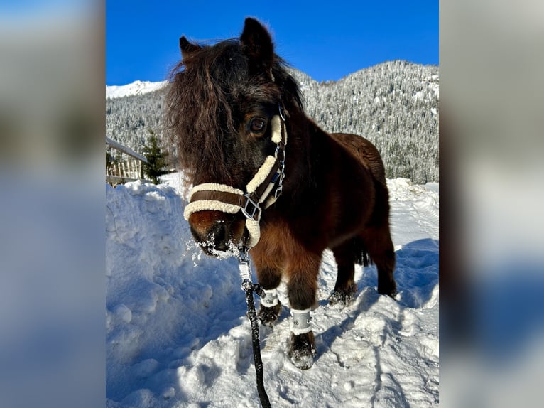 Meer ponys/kleine paarden Ruin 19 Jaar 89 cm Donkerbruin in Nesselwängle