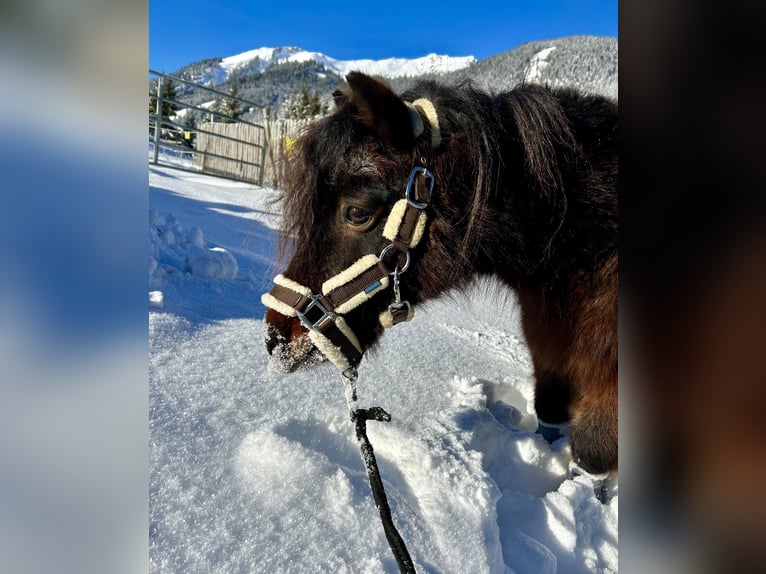 Meer ponys/kleine paarden Ruin 19 Jaar 89 cm Donkerbruin in Nesselwängle