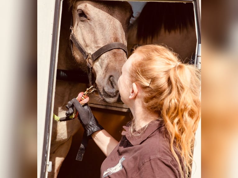 Meer ponys/kleine paarden Ruin 1 Jaar 140 cm Falbe in Niederfinow